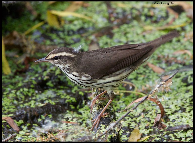 _6SB0728 northern waterthrush.jpg